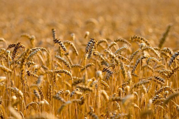 Campo di grano. Spighe di grano dorato si chiudono. di maturazione spighe di campo di grano prato.