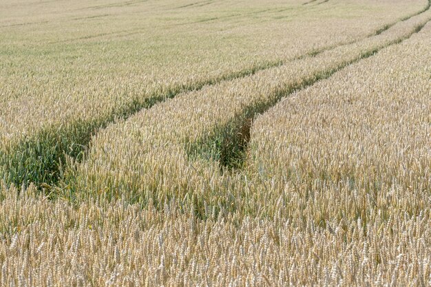 Campo di grano Spighe dorate di grano sul campo Sfondo di maturazione spighe di campo di grano di prato