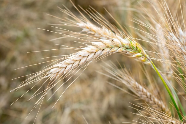 Campo di grano Spighe dorate di grano sul campo Sfondo di maturazione spighe di campo di grano di prato