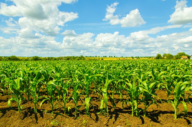 Campo di grano su un cielo nuvoloso