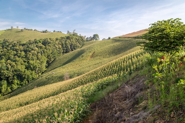 Campo di grano sul moutain