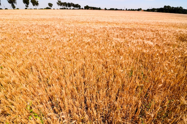 Campo di grano testurizzato alla campagna europea in Germania