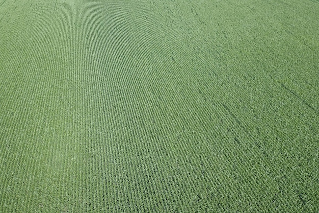 Campo di grano verde aereo, campo di grano aereo.