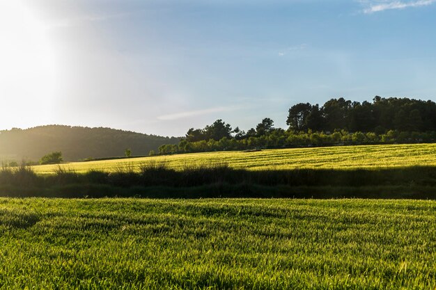 Campo di grano verde al tramonto con cielo blu.