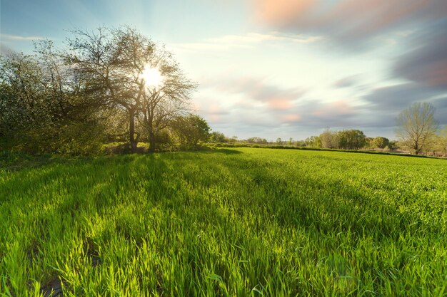 Campo di grano verde al tramonto sole abbagliamento erba giorno d'estate alberi cielo righe