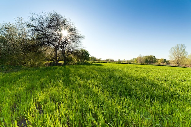 Campo di grano verde al tramonto sole abbagliamento erba giorno d'estate alberi cielo righe