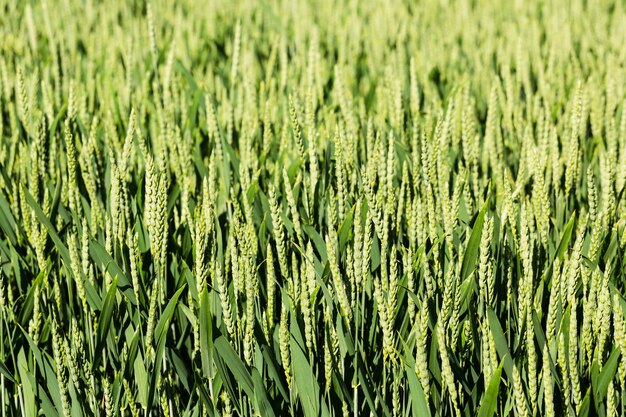 Campo di grano verde. Avvicinamento. Scena rurale, raccolta. sfondo