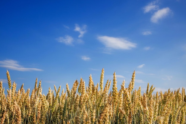 Campo di grano verde Bella natura Tramonto Paesaggio Sfondo di maturazione spighe di campo di grano prato Concetto di grande raccolto e industria di sementi produttiva