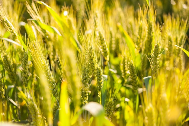 Campo di grano verde biologico in una giornata di sole come fase iniziale dello sviluppo delle piante agricole