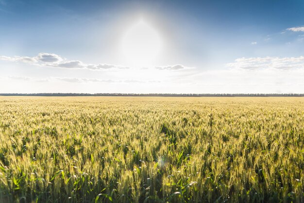 Campo di grano verde biologico in una giornata di sole come fase iniziale dello sviluppo delle piante agricole