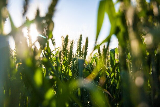 Campo di grano verde biologico in una giornata di sole come fase iniziale dello sviluppo delle piante agricole