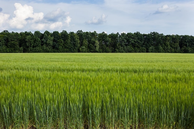 Campo di grano verde biologico in una giornata di sole come fase iniziale dello sviluppo delle piante agricole