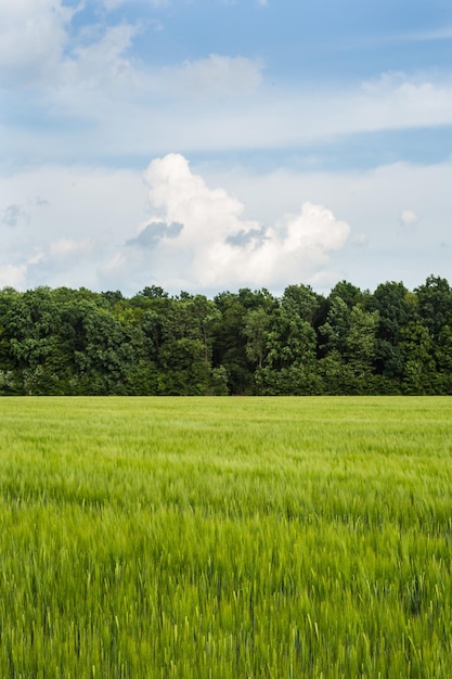 Campo di grano verde biologico in una giornata di sole come fase iniziale dello sviluppo delle piante agricole