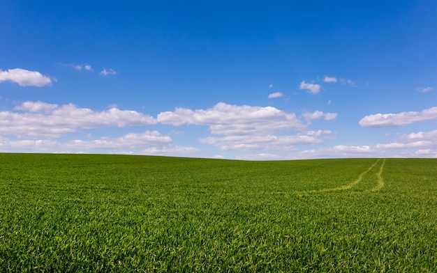 Campo di grano verde con cielo azzurro e nuvole