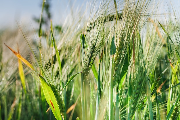 Campo di grano verde con cielo blu