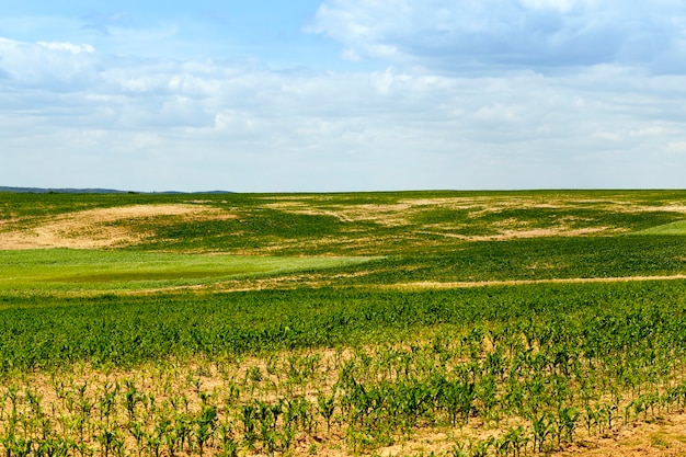 Campo di grano verde con parti vuote della terra in primavera all'inizio dello sviluppo e della crescita