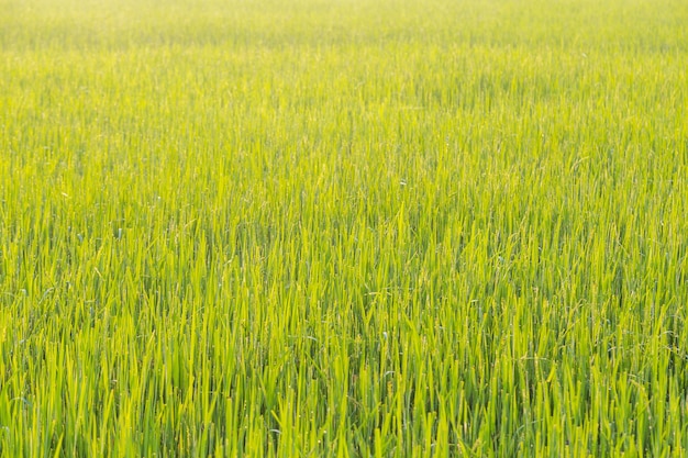 Campo di grano verde con sfondo chiaro del mattino