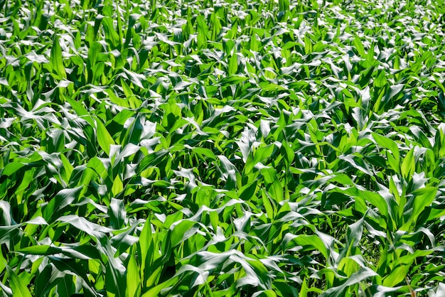 Campo di grano verde cresce in fattoria