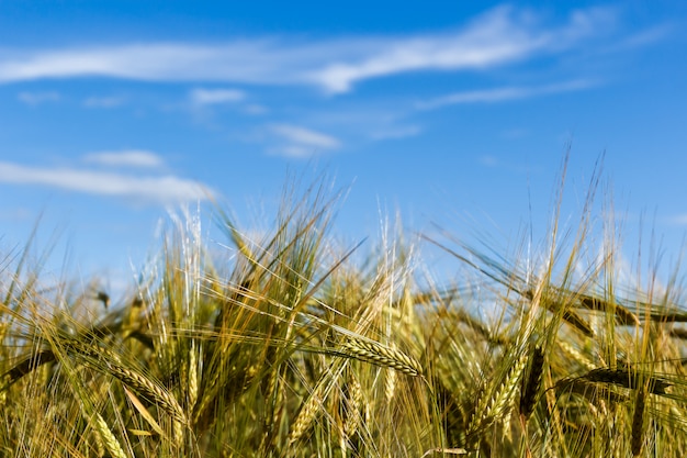 Campo di grano verde e giornata di sole. Campo con le orecchie