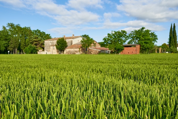 Campo di grano verde e giornata di sole in fattoria agricola