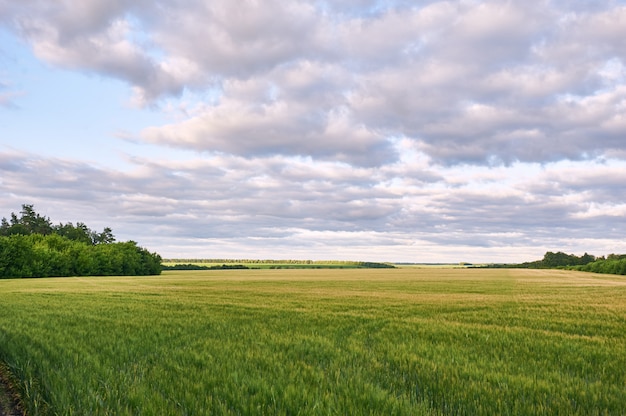 Campo di grano verde e tramonto colorato.