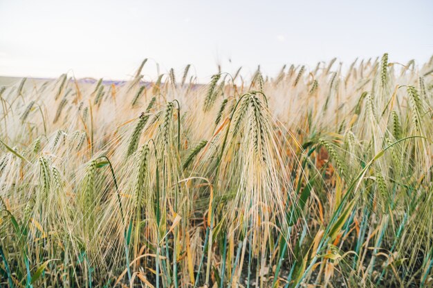 Campo di grano verde in campagna vicino campo