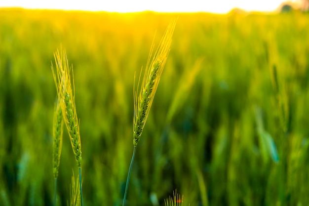 Campo di grano verde in India