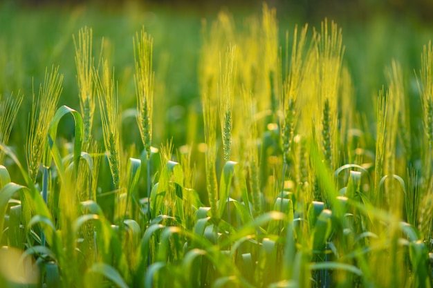 Campo di grano verde in India