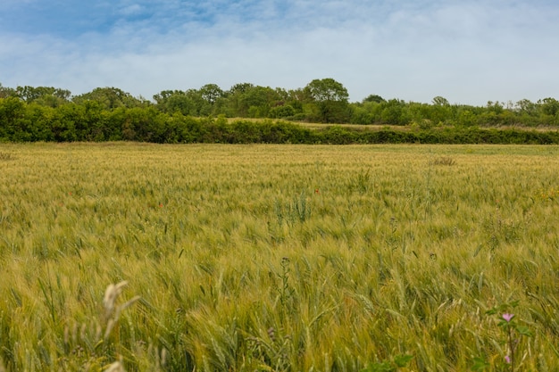 Campo di grano verde in primavera in Francia