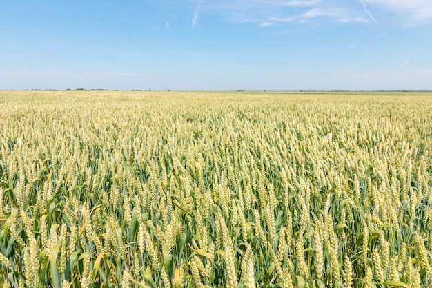 Campo di grano verde in una giornata di sole.