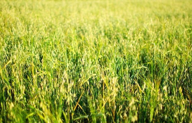 Campo di grano verde nel corso della giornata di sole