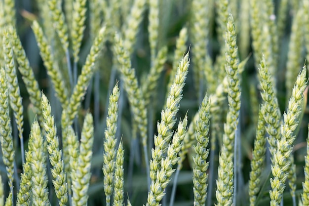 Campo di grano verde. Sfondo di agricoltura.