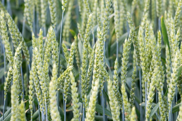 Campo di grano verde. Sfondo di agricoltura.