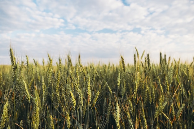 Campo di grano verde sotto il bel cielo con soffici nuvole bianche