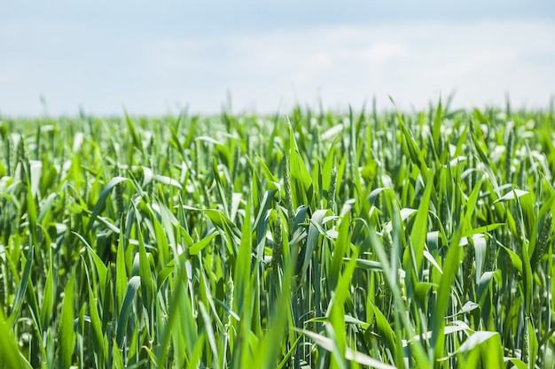 Campo di grano verde sulla soleggiata giornata estiva