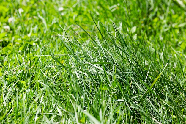 campo di grano verde