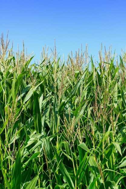 Campo di grano verde