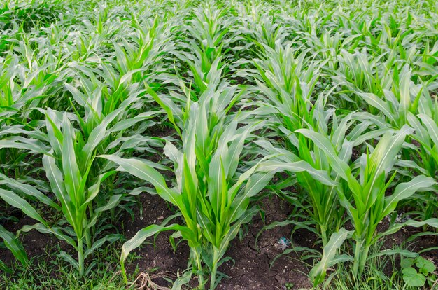 Campo di grano verde