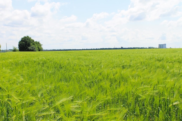 Campo di grano verde