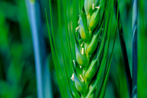 campo di grano verde