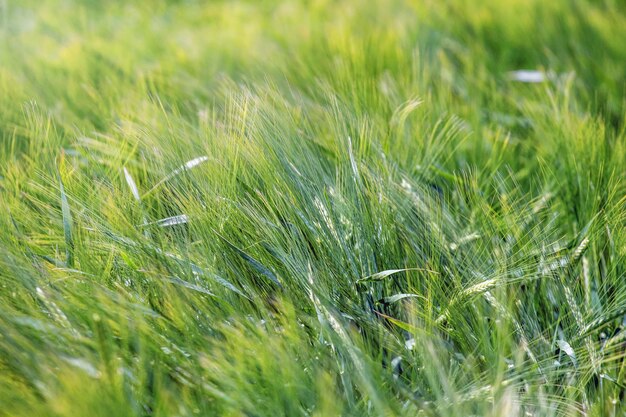 Campo di grano verde