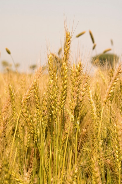 Campo di grano verde