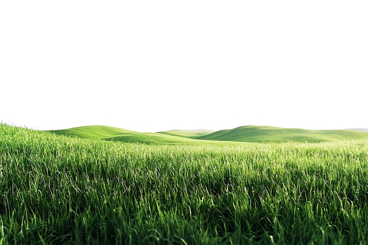 Foto campo di grano verde