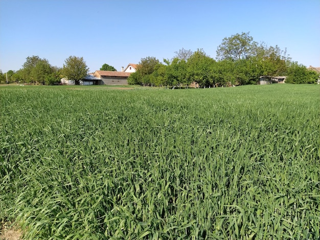 Campo di grano vicino Picco di erba alta verde in estate e ondeggia nel vento Colore verde intenso Campagna