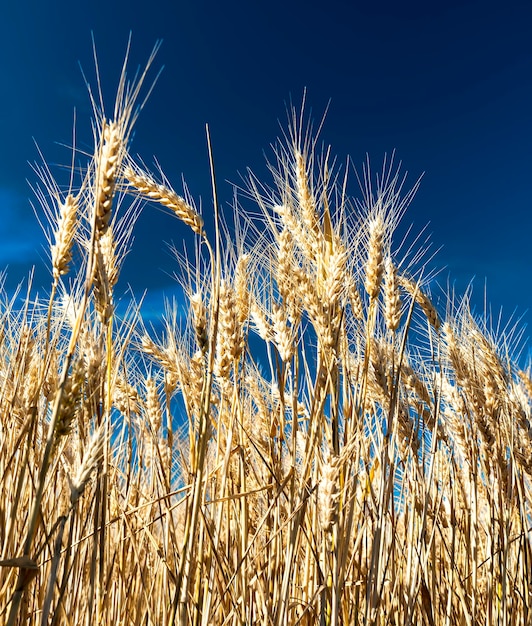 Campo di grano