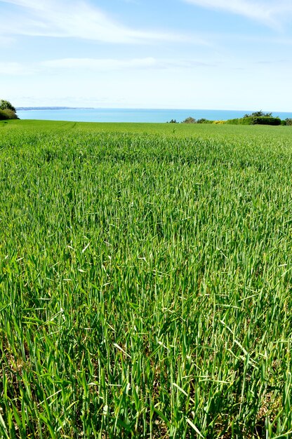 Campo di grano