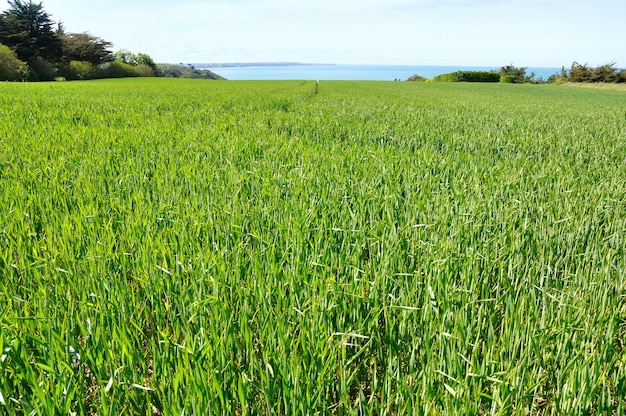 Campo di grano