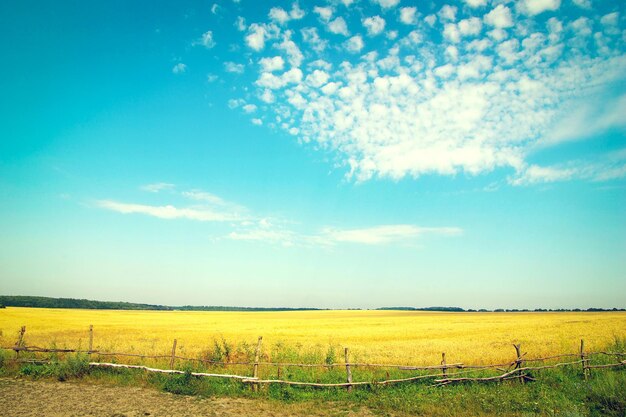 Campo di grano