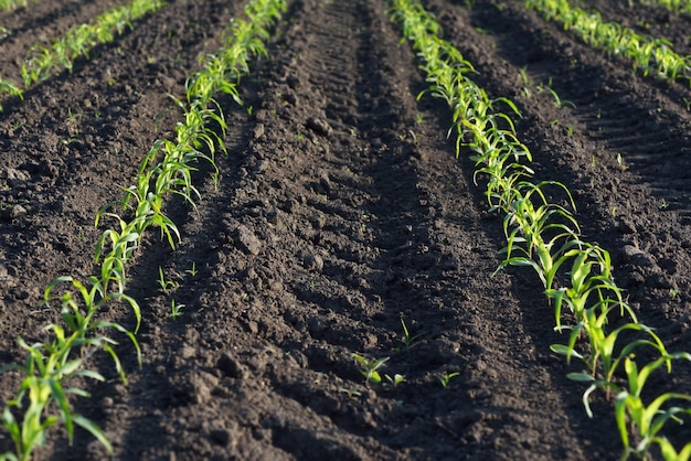 campo di grano