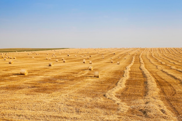 campo di grano